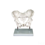 Human Adult Male Pelvis Structural Model