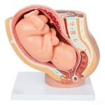 Pregnancy Pelvis with Mature Fetus