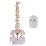 Human Vertebral Column Model With Skull