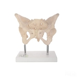 Human Adult Female Pelvis Structural Model