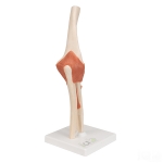 Human Elbow Joint Model