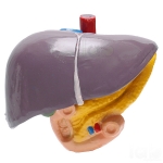Human Liver Model