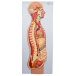 Sympathetic Nervous System Model