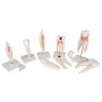 Human Tooth Set
