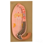 Earthworm Dissection (Pheretima Posthuma) Model