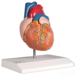 Human Heart Model