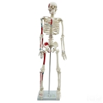 Medium Human Skeleton Model, Painted