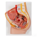 Human Pelvis Female Model