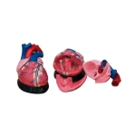 Human Heart Jumbo Model