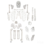 Disarticulated Human Skeleton Model