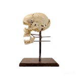 Human Skull Bones Model