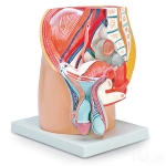 Human Male Half Pelvis Model