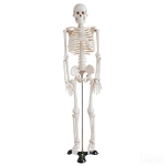 Mini Human Skeleton Model