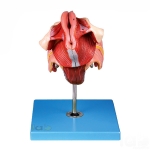 Human Female Genital Organs Model