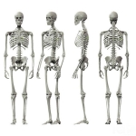 Human Skeleton Model