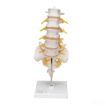 Human Lumbar Vertebrae Model