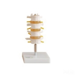 Human Lumbar Set Model