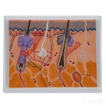 Human Skin Model
