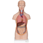 Human Torso Model, Mini