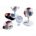Human Eye Model, Enlarged 3 Times