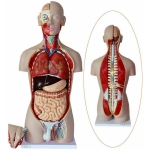 Human Torso with Muscles and Open Back, 27 Parts