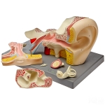 Human Ear Model 5 Parts
