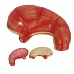 Human Stomach Model