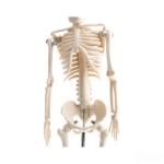 Skeleton of the Human Trunk