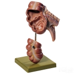 Appendix and Caecum Model
