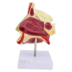 Human Nose on Stand Model