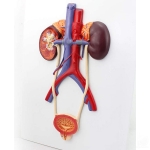 Human Urinary System Model