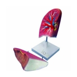 Human Lung Model