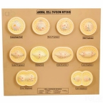Animal Cell Division Mitosis Model