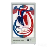 Human Cardiac Beat And Blood Circulation Model