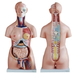 Human Bisexual Torso Model 24 Parts