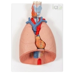 Human Lungs With Heart Model