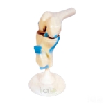 Life Size Human Knee Joint Model Functional