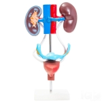Human Female Urogenital Model