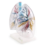 Human Transparent Lung Segment Model